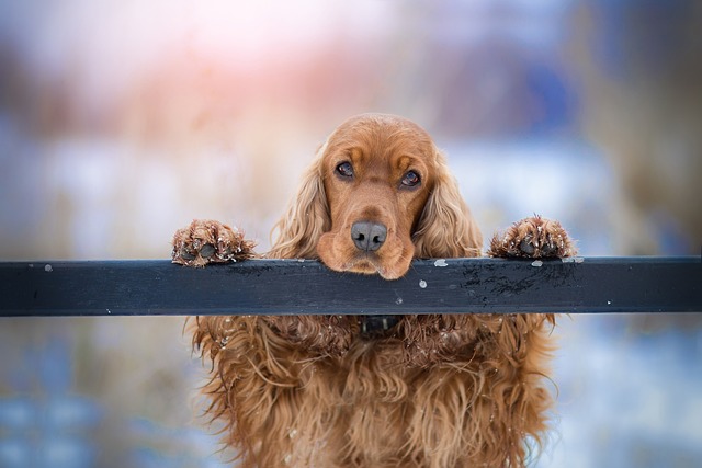 Vigtigheden og Relevansen af Hundetræning